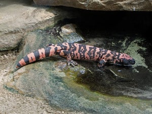 A vibrant black and orange spotted lizard resting near a rock in shallow water.